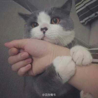 西瓜游戏网