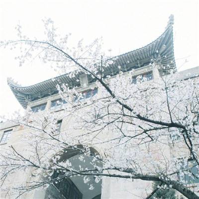 酷爱电影的庞波小姐